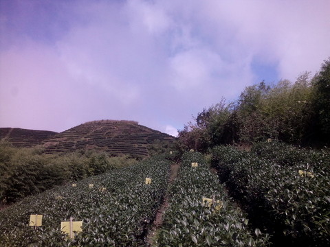 茶園天空