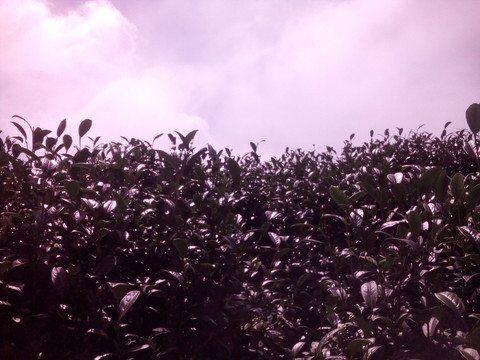 茶園天空