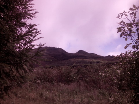 高山植被