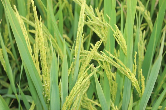 稻花