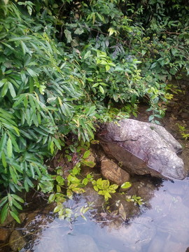怪石綠草