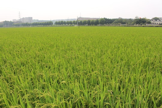 田園風光