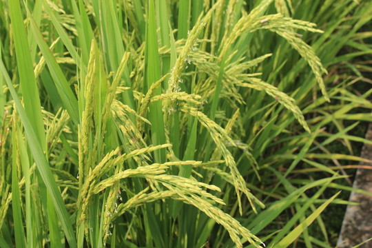 農(nóng)業(yè)