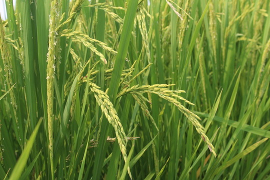 稻穗