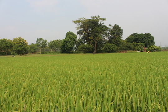 農(nóng)村風(fēng)景