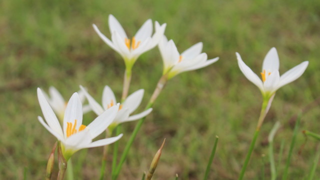 美化花草