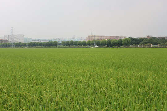 田野風(fēng)光