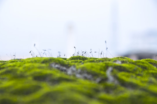 苔蘚