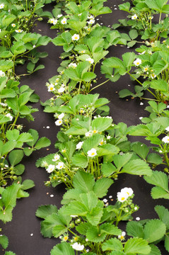 Strawberry的花