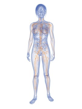 女性的淋巴系統(tǒng)