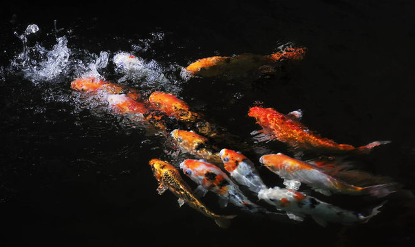 錦鯉魚
