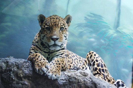 莫斯科動物園的美洲虎