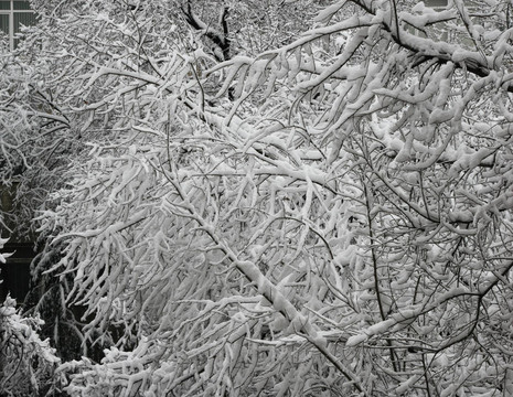 樹枝在松軟的雪中