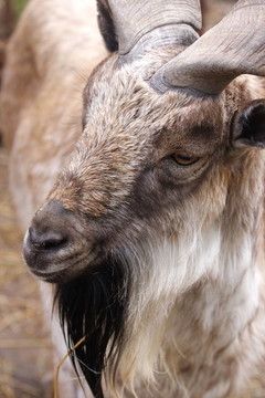 莫斯科動物園山山羊