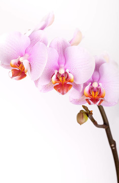 粉紅蘭花