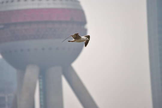 外灘的海鷗