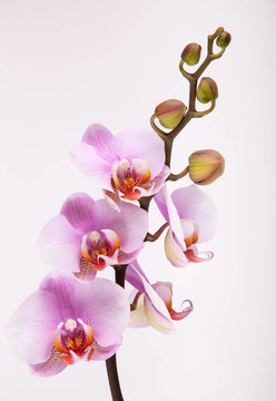 粉紅蘭花