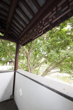 有樹(shù)和植物的寬中國(guó)式花園
