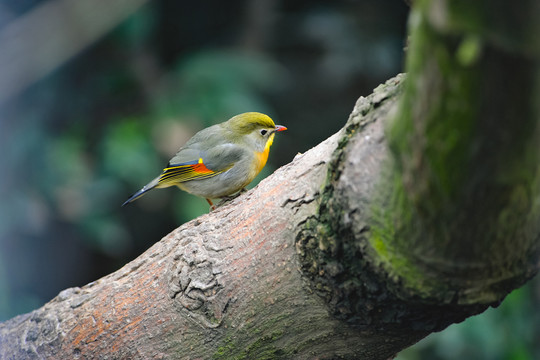 相思鳥
