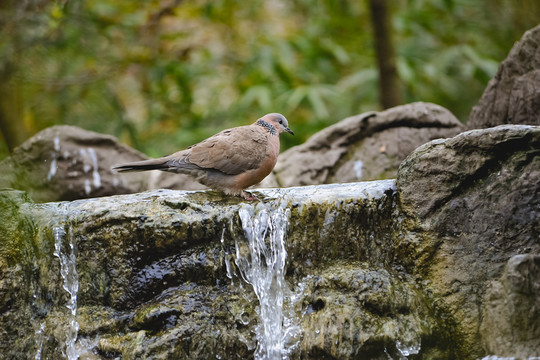 斑鳩
