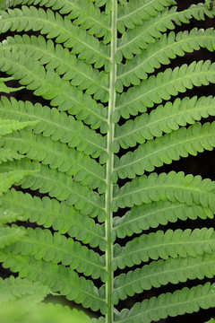 Fern離開