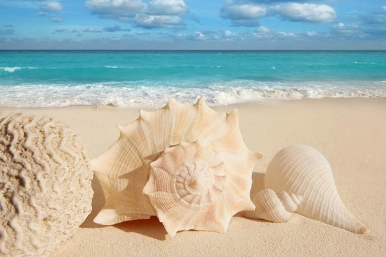 海星贝壳热带砂绿松石加勒比
