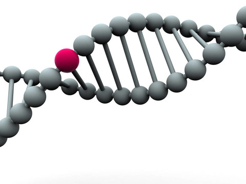 基因在DNA