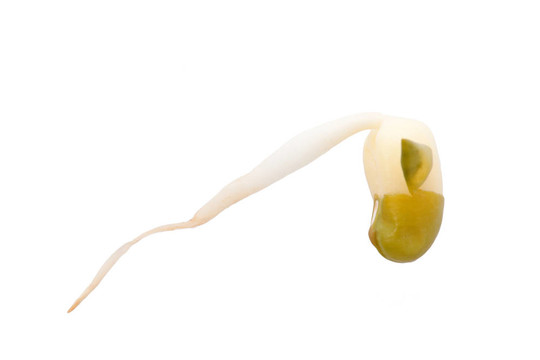 綠豆