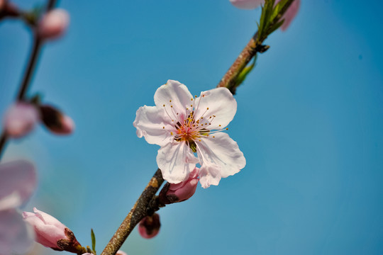 桃花