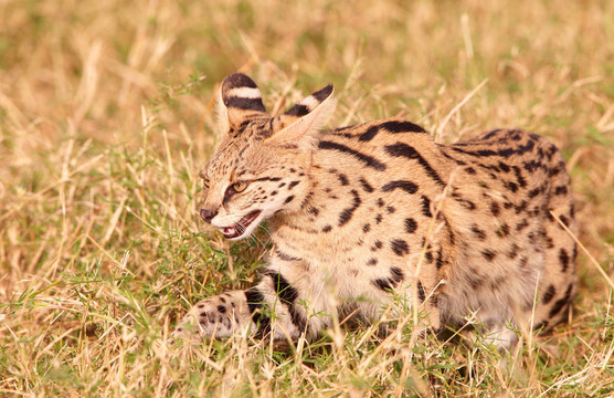 African Serval（藪貓）