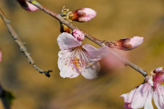 桃花