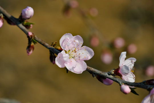 桃花
