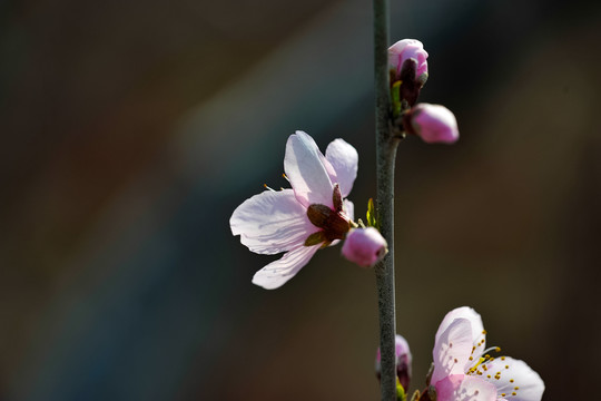 桃花