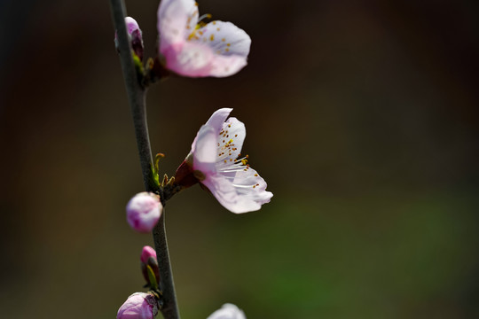 桃花