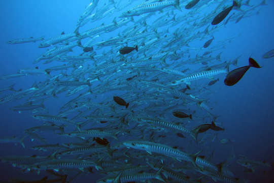 梭魚