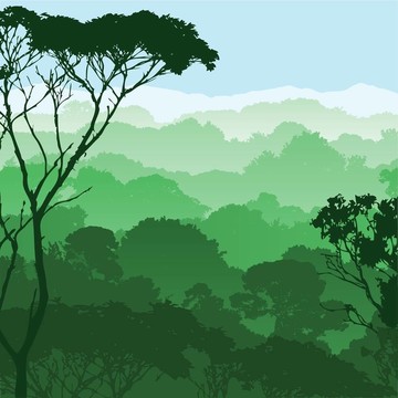 森林景觀