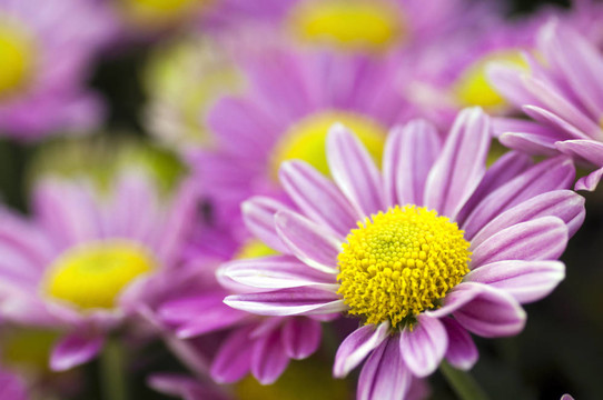 雛菊