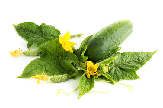黃瓜白花