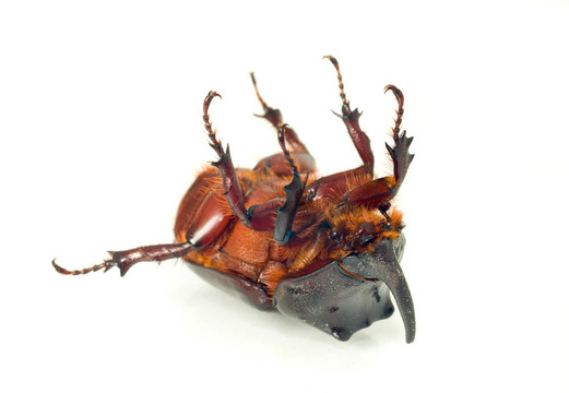 獨角獸或犀牛甲蟲的肚皮