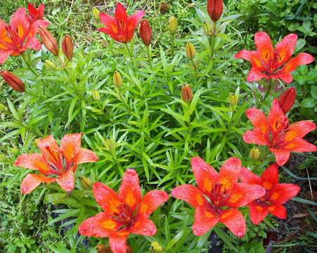 開了花的百合花
