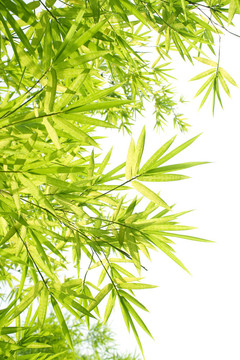 美麗的竹緣