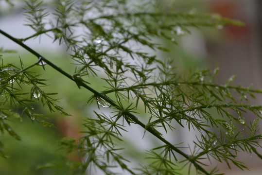 枝頭水珠