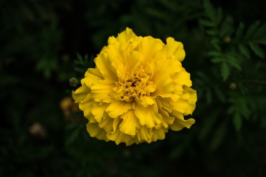 黃花