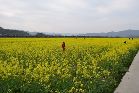 油菜花田