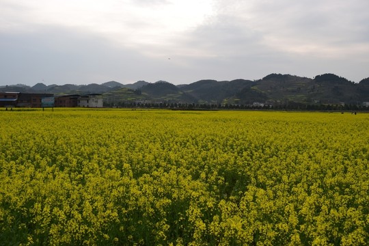 油菜花田