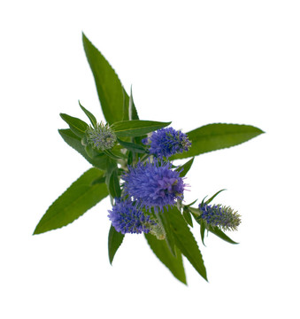 維羅妮卡花穗
