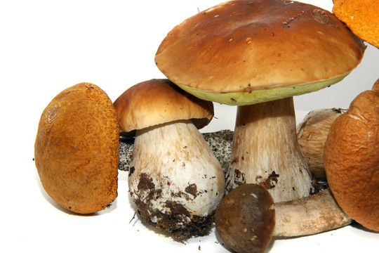 牛肝菌（Boletus edulis）又名牛肝菌或一包白色隔離