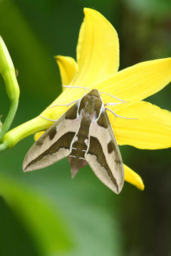 鷹蛾（Deilephila euphorbiae）