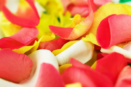 玫瑰花瓣