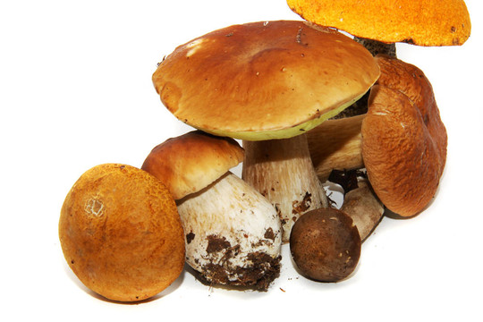 牛肝菌（Boletus edulis）又名牛肝菌或一包白色隔離